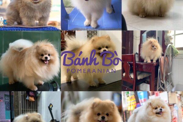 Chó phốc sóc - Chuyên trang về giống chó Pomeranian Những đặc điểm nổi bật và tính cách của chó phốc sóc (pomeranian) Pom mini Pom mini