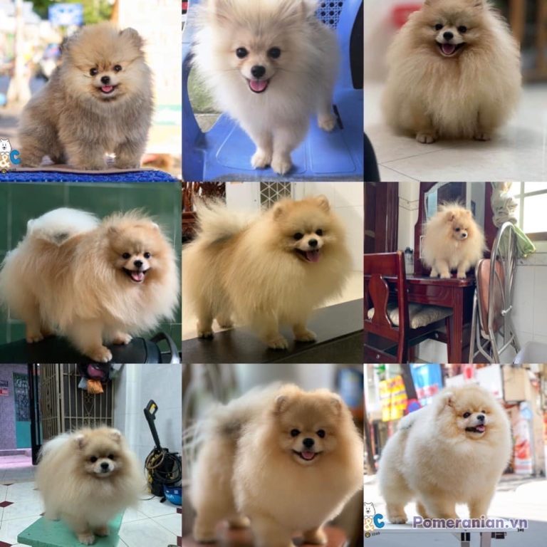 Bộ sưu tập 9 ảnh các chú chó Pomeranian lông trắng, kem và vàng nhạt với biểu cảm vui vẻ trong nhiều bối cảnh khác nhau