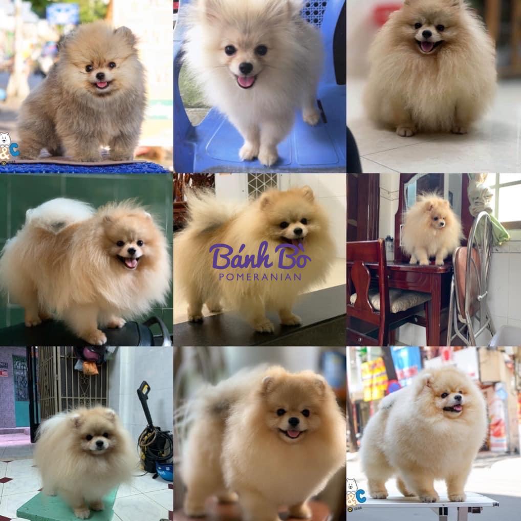Chó phốc sóc - Chuyên trang về giống chó Pomeranian Những đặc điểm nổi bật và tính cách của chó phốc sóc (pomeranian) chó phốc sóc (pomeranian) Cách chăm sóc chó phốc sóc