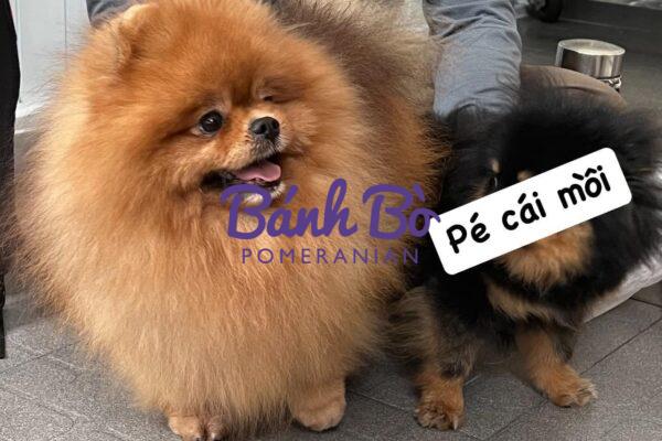 Chó phốc sóc - Chuyên trang về giống chó Pomeranian Chó phốc sóc mặt gấu (pom mặt gấu) - những điều bạn cần phải biết Pom mini Pom mini