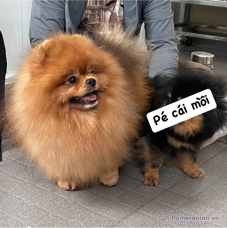 Chó phốc sóc mặt gấu lông kem đứng trên sàn nhà, có chú chó khác phía sau