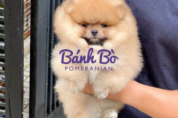 Chó phốc sóc - Chuyên trang về giống chó Pomeranian Làm gì nếu chó phốc sóc của bạn bị táo bón chó pom chó pom
