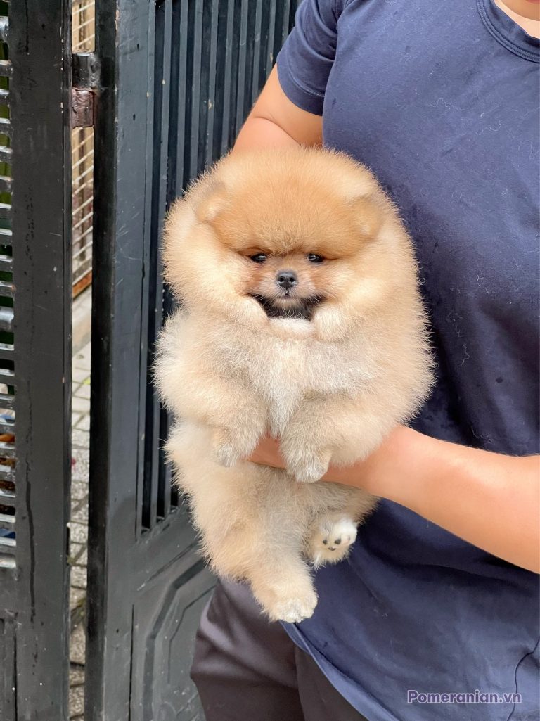Chó Pomeranian lông kem dày được bế, đứng cạnh cửa sắt màu xanh, nhìn về phía trước