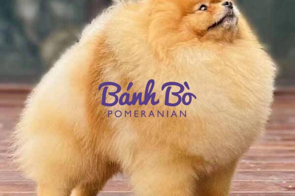 Chó phốc sóc - Chuyên trang về giống chó Pomeranian Chó phốc sóc - Pomeranian: Hướng dẫn đầy đủ về giống chó đáng yêu này pomeranian pomeranian