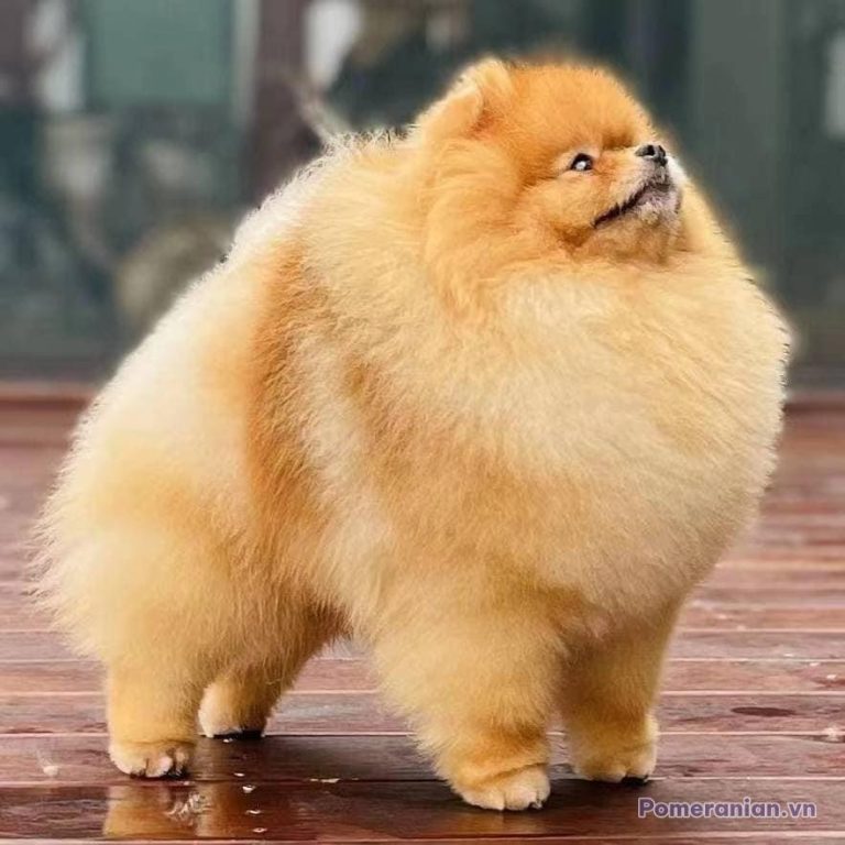 Chó Pomeranian lông kem dài, mập mạp, đứng trên sàn gỗ, nhìn lên, bối cảnh mờ phía sau