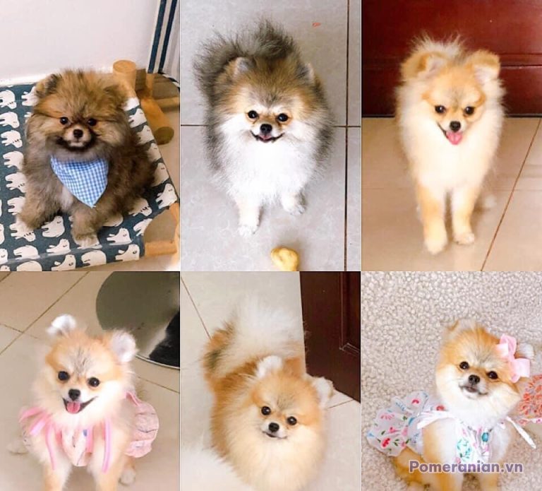 Chó phốc sóc Pomeranian trong sinh hoạt hằng ngày