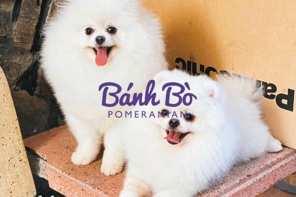 Chó phốc sóc - Chuyên trang về giống chó Pomeranian VÌ SAO POMERANIAN MÀU TRẮNG LẠI CÓ GIÁ KHÁ ĐẮT VÀ HIẾM CÓ?  Pom mini Pom mini