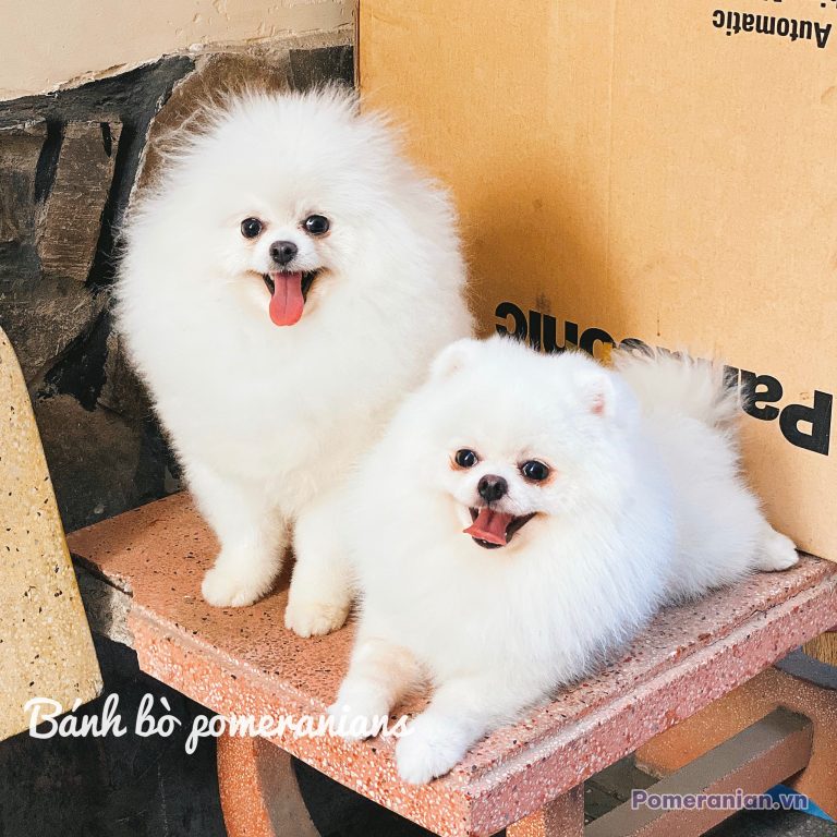 Hai chó Pomeranian lông trắng, một lớn một nhỏ, đứng cạnh nhau trên bệ đá, cười tươi với lưỡi thè ra