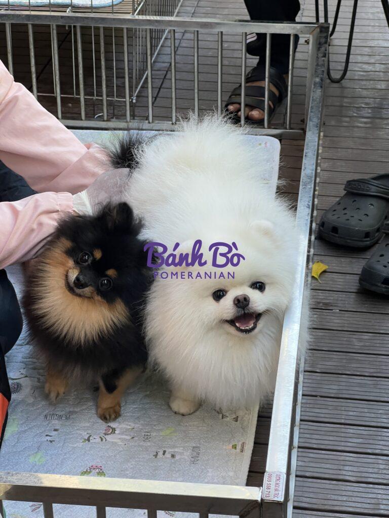 Chó phốc sóc - Chuyên trang về giống chó Pomeranian Cách canh ngày phối giống chó phốc sóc (pomeranian) Phối giống chó phốc sóc
