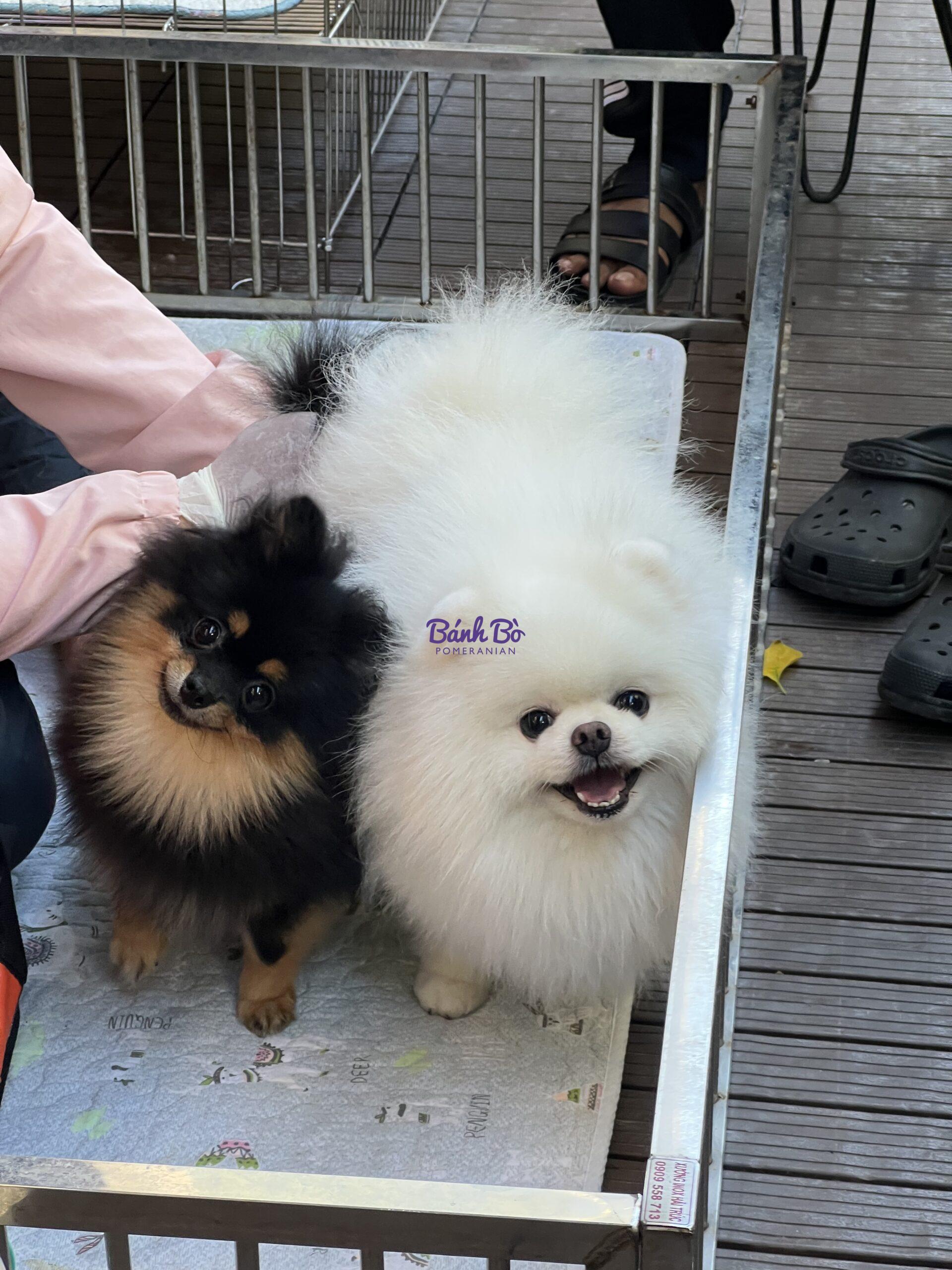 Chó phốc sóc - Chuyên trang về giống chó Pomeranian Cách canh ngày phối giống chó phốc sóc (pomeranian) Phối giống chó phốc sóc