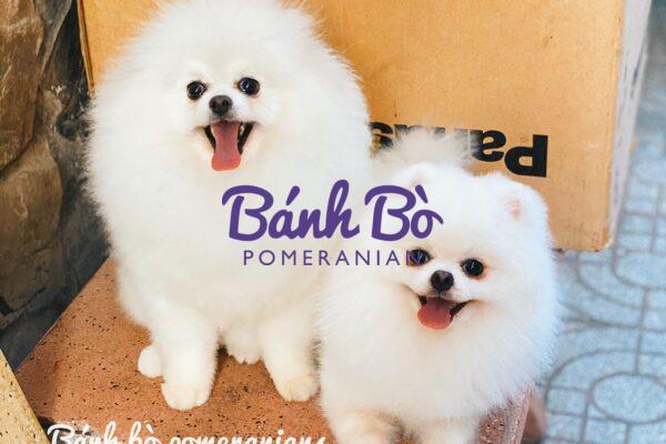 Chó phốc sóc - Chuyên trang về giống chó Pomeranian Làm sao để giữ cho lông chó Pomeranian trắng tinh? Phốc sóc trắng Phốc sóc trắng