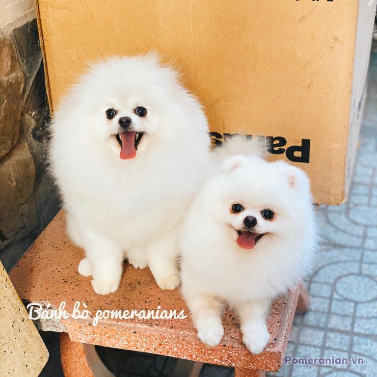 Hai chú chó Pomeranian lông trắng con đứng trên nền gạch đỏ, miệng há cười vui vẻ