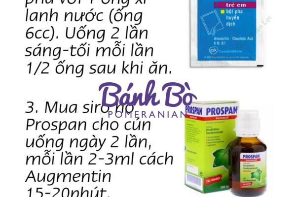 Chó phốc sóc - Chuyên trang về giống chó Pomeranian Chó phốc sóc bị ho: Nguyên nhân, cách phòng tránh và điều trị tại nhà Phốc sóc mini Phốc sóc mini