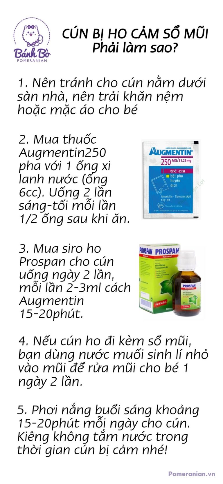 Hướng dẫn điều trị ho ở chó phốc sóc bằng thuốc Augmentin và siro Prospan