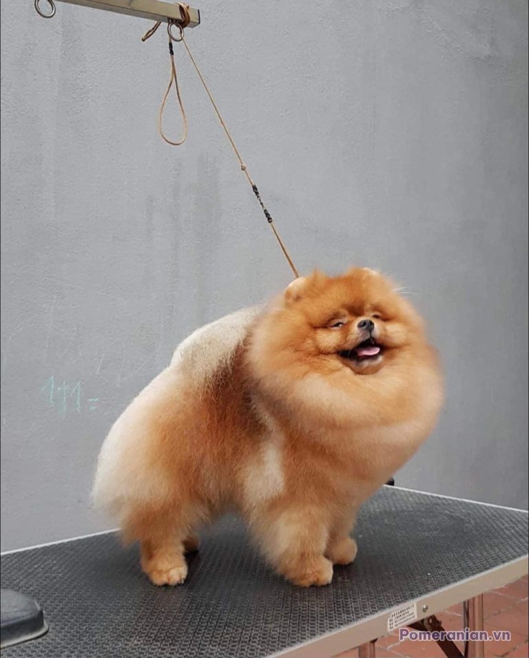 Chó Pomeranian đực giống lông kem màu cam sáng đứng trên bàn grooming, nhìn lên với biểu cảm vui vẻ