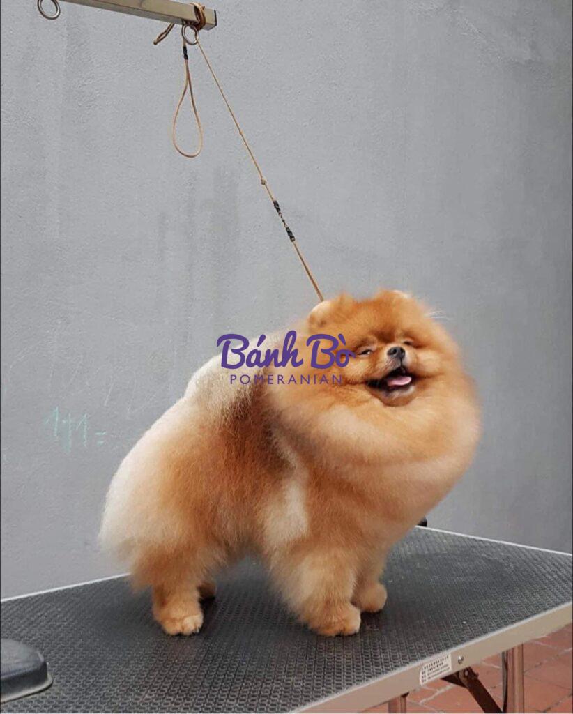 Chó phốc sóc - Chuyên trang về giống chó Pomeranian Canh ngày phối giống cho chó cái chó phốc sóc (pomeranian) Cách chăm sóc chó phốc sóc