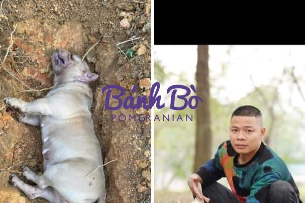 Chó phốc sóc - Chuyên trang về giống chó Pomeranian CHÓ BỊ SỐC NHIỆT – CÁCH SƠ CỨU VÀ ĐIỀU TRỊ KHI CHÓ BỊ SỐC NHIỆT pomeranian pomeranian
