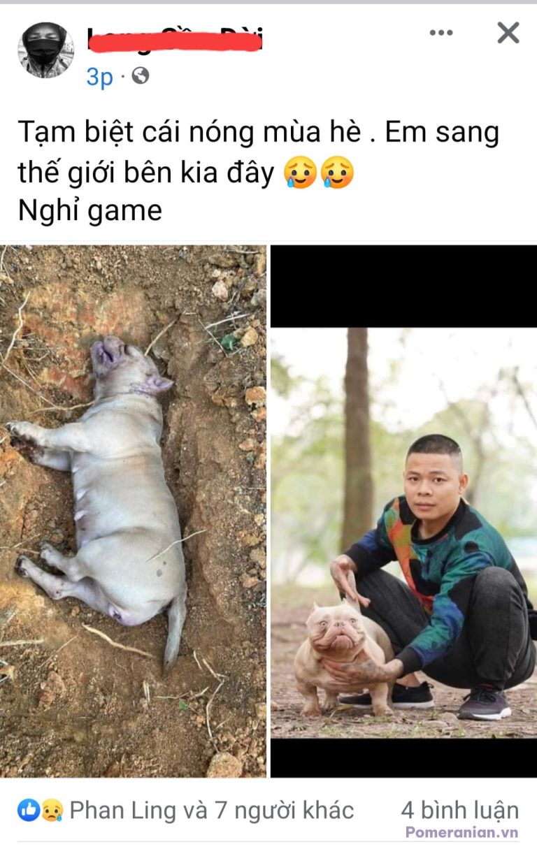 Chó Pomeranian màu trắng nằm suy nhược trên mặt đất trong tình trạng sốc nhiệt