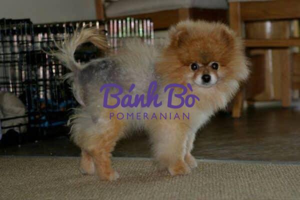 Chó phốc sóc - Chuyên trang về giống chó Pomeranian Bệnh blackskin (BSD) ở chó phốc sóc pomeranian pomeranian