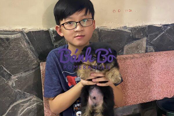 Chó phốc sóc - Chuyên trang về giống chó Pomeranian Giống chó phốc sóc (Pomeranian) và trẻ em chó pom chó pom