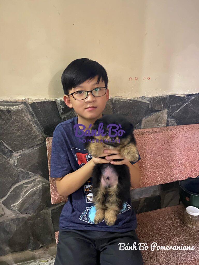 Chó phốc sóc - Chuyên trang về giống chó Pomeranian Giống chó phốc sóc (Pomeranian) và trẻ em chó phốc sóc (pomeranian) Cách chăm sóc chó phốc sóc