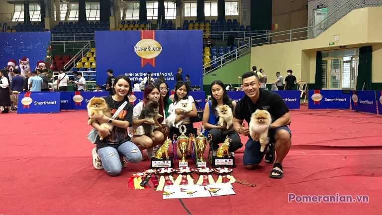 Chó phốc sóc thuần chủng