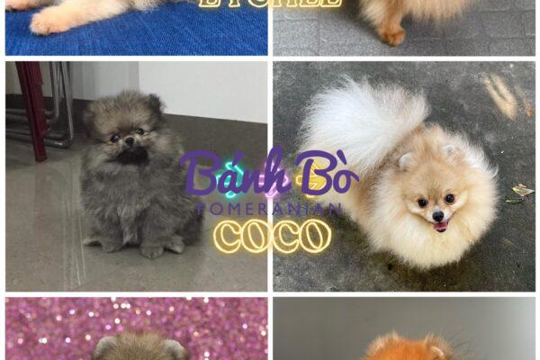 Chó phốc sóc - Chuyên trang về giống chó Pomeranian KIẾN THỨC CƠ BẢN VỀ MÀU LÔNG CỦA CHÓ PHỐC SÓC Pom mini Pom mini