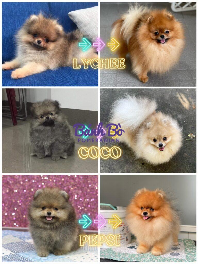 Chó phốc sóc - Chuyên trang về giống chó Pomeranian KIẾN THỨC CƠ BẢN VỀ MÀU LÔNG CỦA CHÓ PHỐC SÓC chó phốc sóc (pomeranian) Kiến thức cơ bản về giống chó phốc sóc