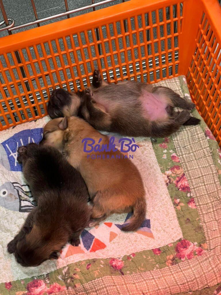 Chó phốc sóc - Chuyên trang về giống chó Pomeranian Các dấu hiệu nhận biết chó sắp đẻ Chó phốc sóc Cách chăm sóc chó phốc sóc