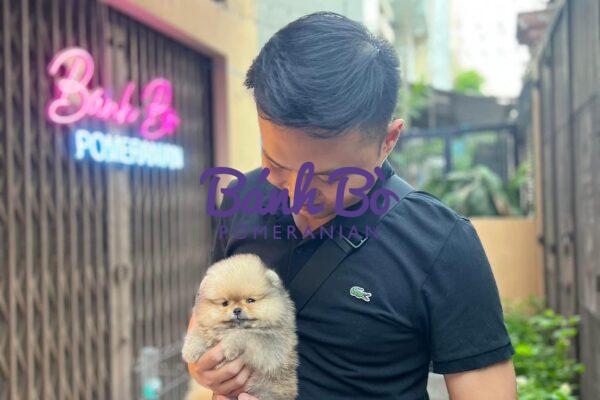 Chó phốc sóc - Chuyên trang về giống chó Pomeranian Chó Phốc Sóc: Những Lưu Ý Khi Mua Và Nuôi Pom mini Pom mini