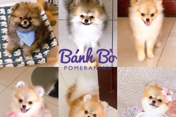 Chó phốc sóc - Chuyên trang về giống chó Pomeranian Bệnh tim ở giống chó Phốc Sóc pomeranian pomeranian