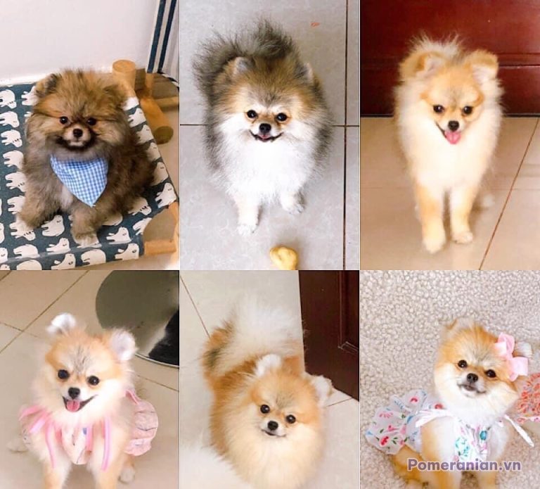 Bộ sưu tập 6 chú chó Pomeranian với màu lông vàng kem và trắng, ở các tư thế khác nhau trong nhà
