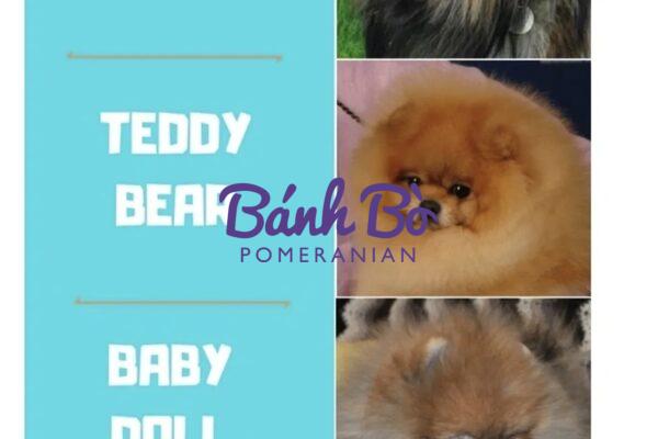 Chó phốc sóc - Chuyên trang về giống chó Pomeranian Thế nào là chó phốc sóc mặt gấu, mặt cáo, mặt búp bê? Pom mini Pom mini