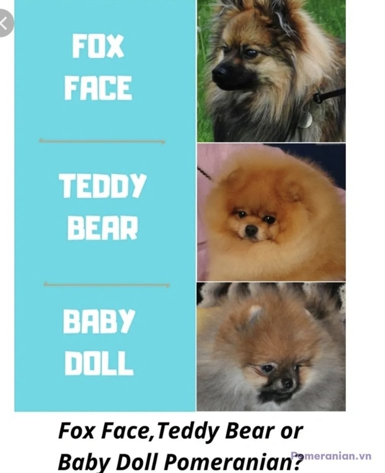 Ba chó Pomeranian với ba kiểu mặt khác nhau: mặt cáo, mặt gấu, mặt búp bê