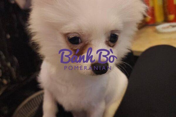 Chó phốc sóc - Chuyên trang về giống chó Pomeranian Chữa chảy nước mắt cho chó phốc sóc (Pomeranian): nguyên nhân và cách điều trị từ góc nhìn của bác sĩ thú y chó phốc sóc (pomeranian) chó phốc sóc (pomeranian)