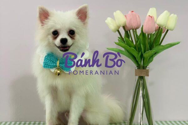 Chó phốc sóc - Chuyên trang về giống chó Pomeranian Chó phốc sóc và vấn đề chảy nước mắt Pom mini Pom mini