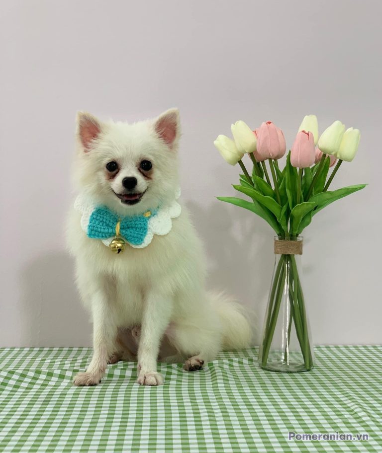 Chó Pomeranian trắng đeo nơ xanh ngồi cạnh bình hoa tulip hồng và vàng