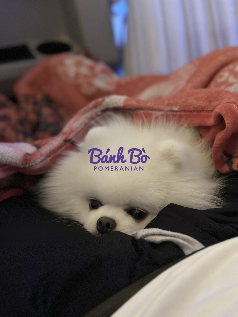 Chó phốc sóc - Chuyên trang về giống chó Pomeranian Cách Loại Bỏ và Ngăn Ngừa Vết Ố Trên Mặt của Chó phốc sóc, Pomeranian chó phốc sóc (pomeranian) Cách chăm sóc chó phốc sóc