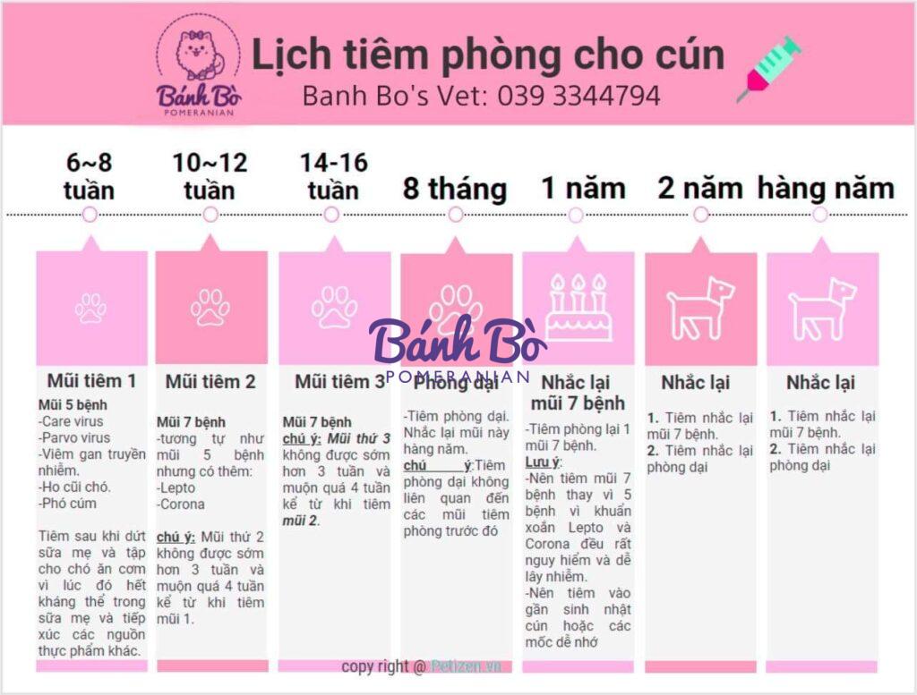 Chó phốc sóc - Chuyên trang về giống chó Pomeranian Tiêm chủng ở chó phốc sóc chó phốc sóc (pomeranian) Cách chăm sóc chó phốc sóc