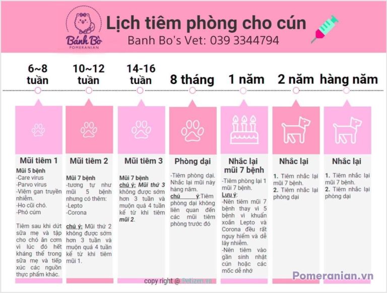 Infographic lịch tiêm phòng cho chó phốc sóc từ 6 tuần tuổi đến 2 năm hàng năm