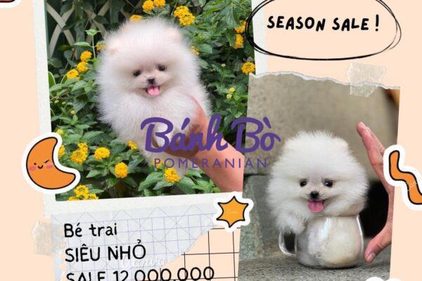 Chó phốc sóc - Chuyên trang về giống chó Pomeranian Sự thật về Chó phốc sóc Teacup Phốc sóc mini Phốc sóc mini