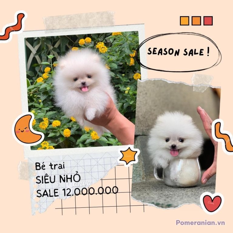 Chó phốc sóc Pomeranian trong sinh hoạt hằng ngày