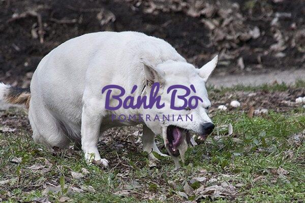 Chó phốc sóc - Chuyên trang về giống chó Pomeranian Biểu hiện stress của chó Cách nhận biết và giảm bớt sự căng thẳng cho bạn lông xù của bạn Cách chăm sóc chó phốc sóc Cách chăm sóc chó phốc sóc