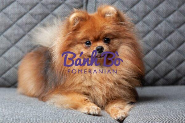 Chó phốc sóc - Chuyên trang về giống chó Pomeranian Cách chải lông phốc sóc pomeranian pomeranian