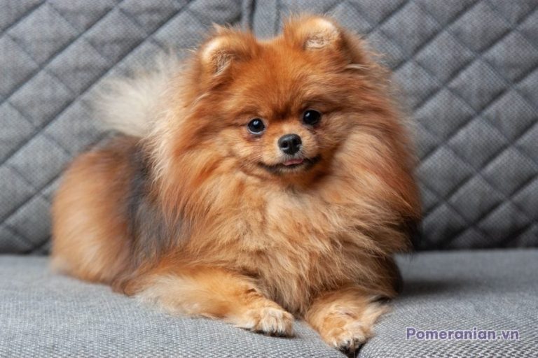 Chó Pomeranian màu vàng nâu lông dài nằm trên ghế sofa xám