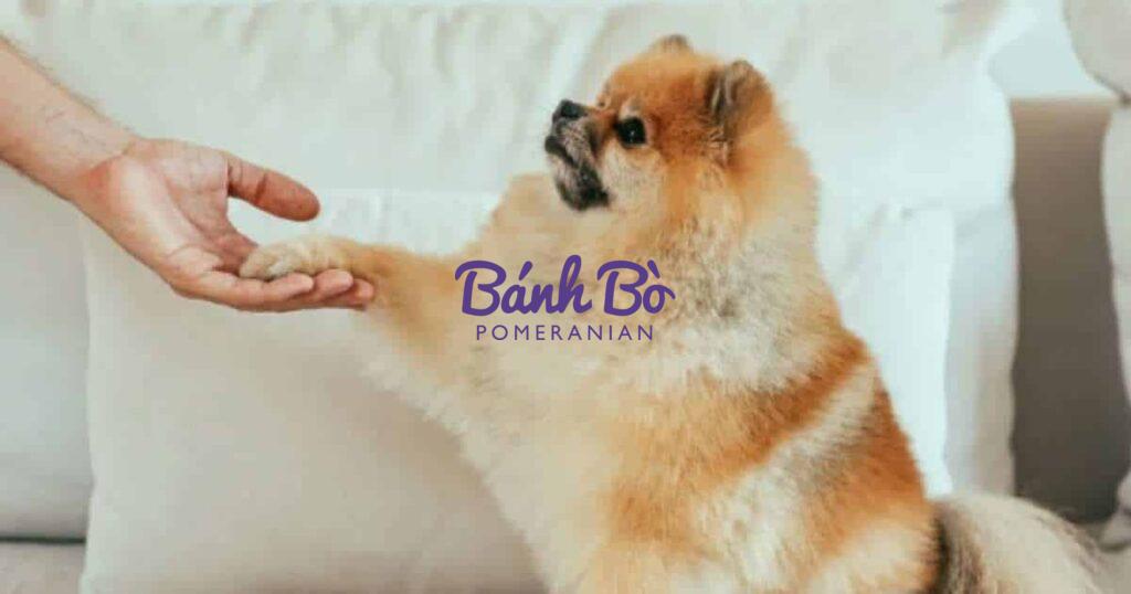 Chó phốc sóc - Chuyên trang về giống chó Pomeranian Chó phốc sóc ăn gì, cách chăm sóc chó pomeranian khoẻ mạnh Chó phốc sóc Cách chăm sóc chó phốc sóc