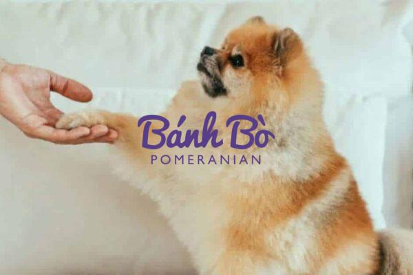Chó phốc sóc - Chuyên trang về giống chó Pomeranian Chó phốc sóc ăn gì, cách chăm sóc chó pomeranian khoẻ mạnh Chó phốc sóc Chó phốc sóc