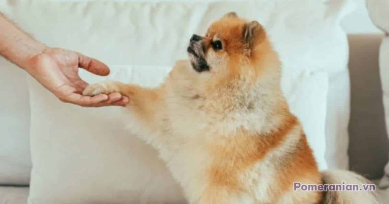 Chó phốc sóc Pomeranian trong sinh hoạt hằng ngày