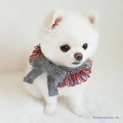 Chó Pomeranian trắng mặc khăn cổ xám có viền đỏ, ngồi trên nền trắng