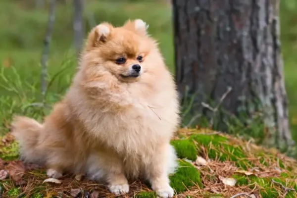 Chó phốc sóc - Chuyên trang về giống chó Pomeranian Chăm sóc lông chó phốc sóc Những bí quyết và lưu ý quan trọng chó pom chó pom